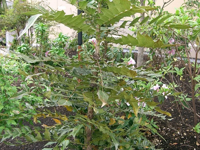 Mahonia 'Charity' (Mahonia x media 'Charity') in flower