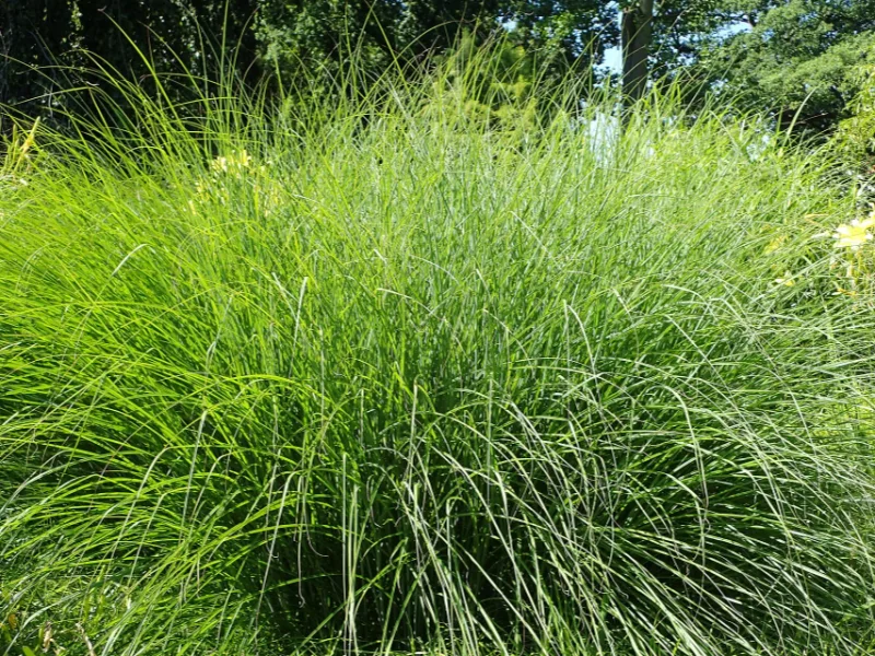 Maiden grass 'Gracillimus' (Miscanthus sinensis 'Gracillimus') in flower