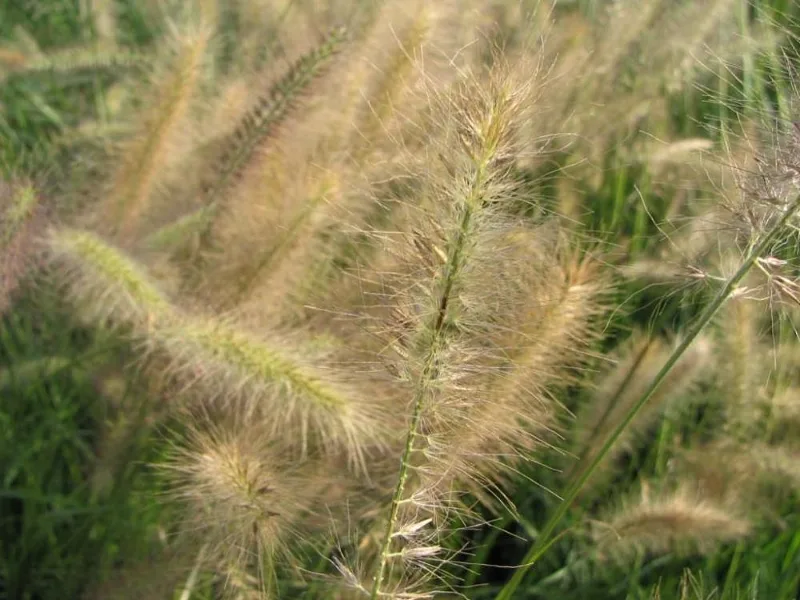 Maiden grass 'Morning Light' (Miscanthus sinensis 'Morning Light') in flower