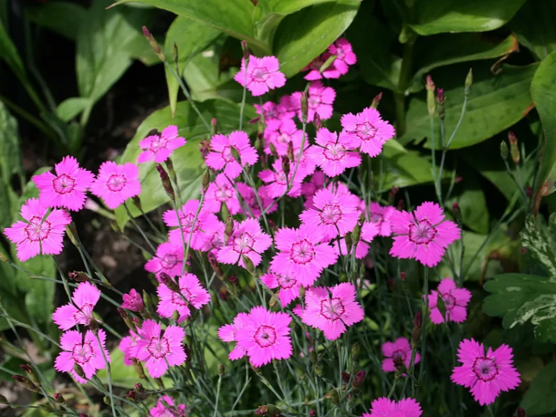 Maiden pinks (Dianthus deltoides) in flower