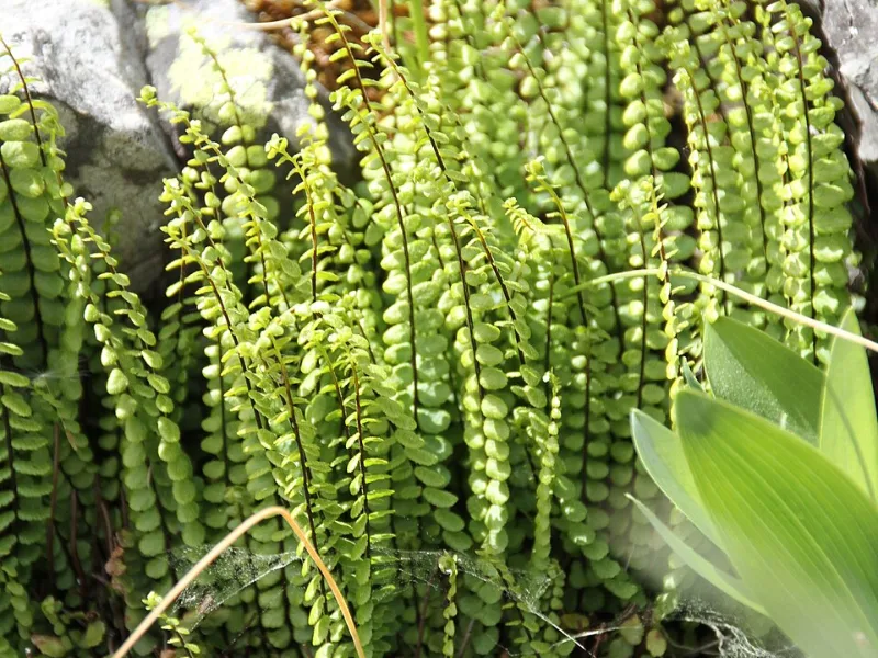Maidenhair spleenwort (Asplenium trichomanes)