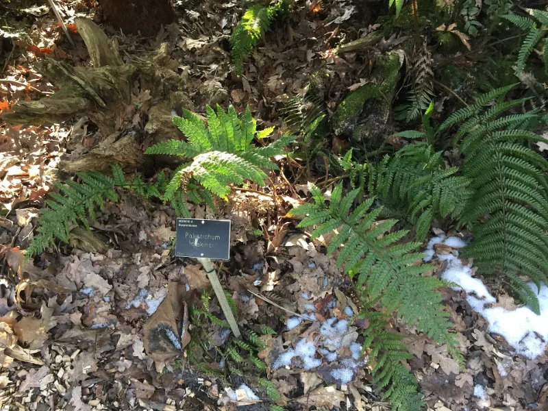 Makino's holly fern (Polystichum makinoi)