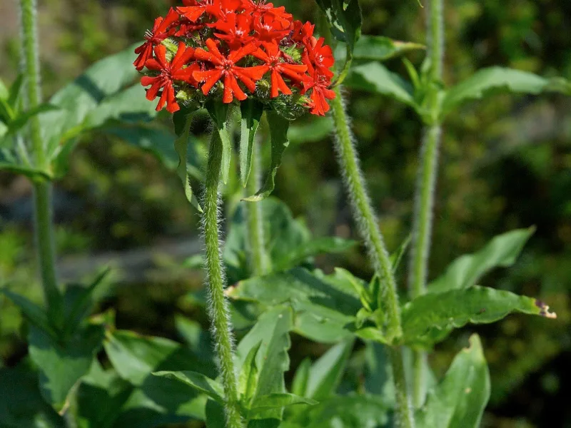 Maltese cross (Silene chalcedonica) in flower