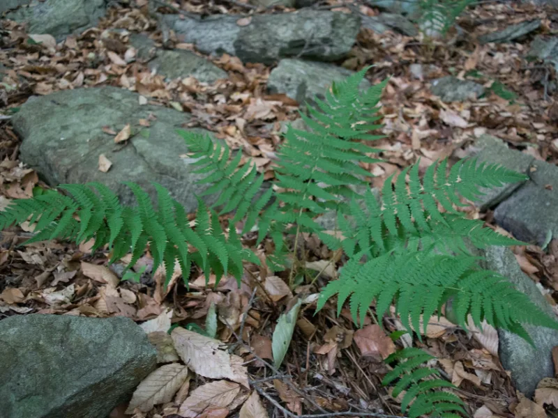 Marginal wood fern (Dryopteris marginalis)