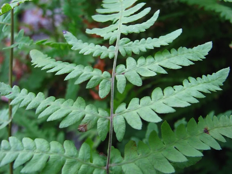 Marsh fern (Thelypteris palustris)