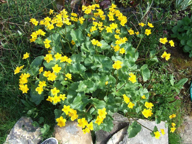 Marsh marigold (Caltha palustris) in flower