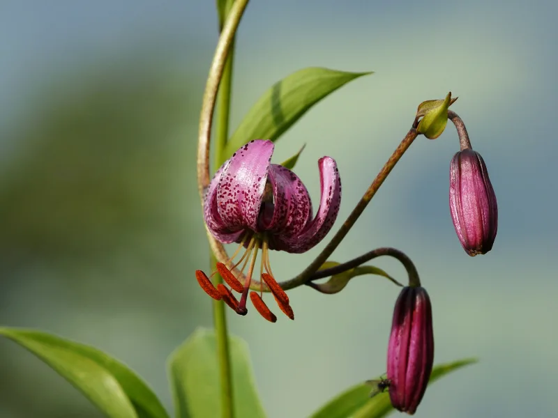 Martagon lily (Lilium martagon) in flower