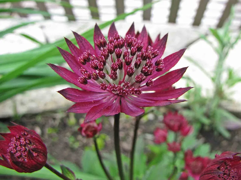 Masterwort 'Hadspen Blood' (Astrantia 'Hadspen Blood') in flower