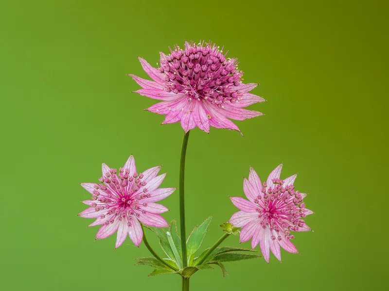 Masterwort 'Roma' (Astrantia major 'Roma') in flower