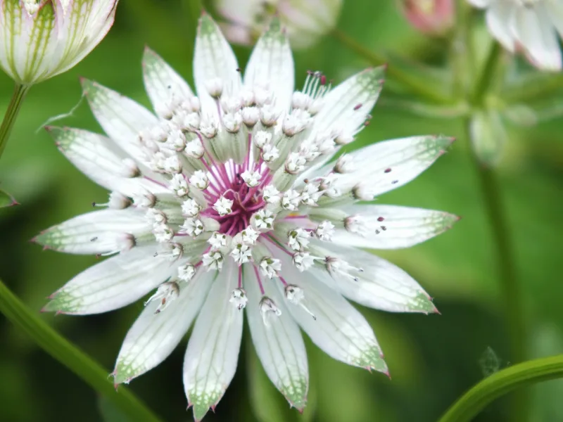 Masterwort (Astrantia major) in flower