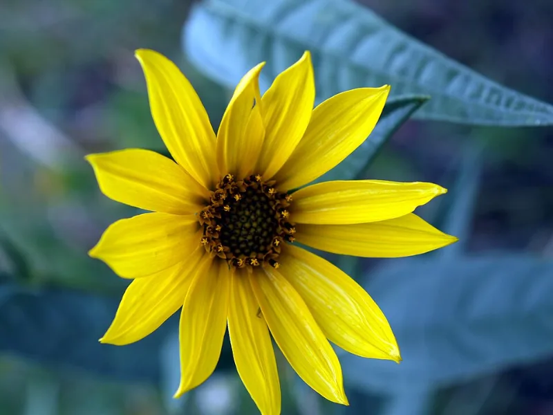 Maximilian sunflower (Helianthus maximiliani) in flower