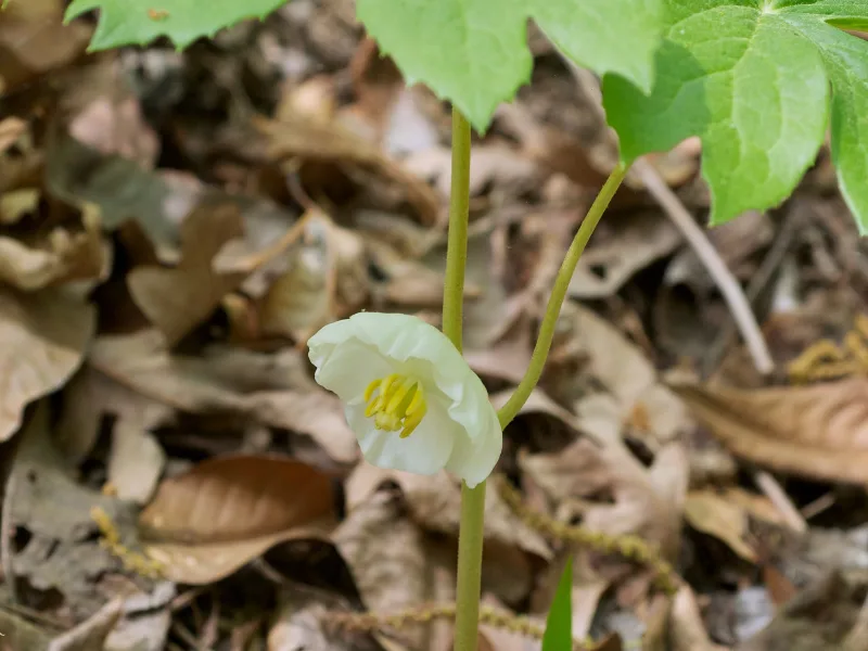 Mayapple (Podophyllum peltatum)