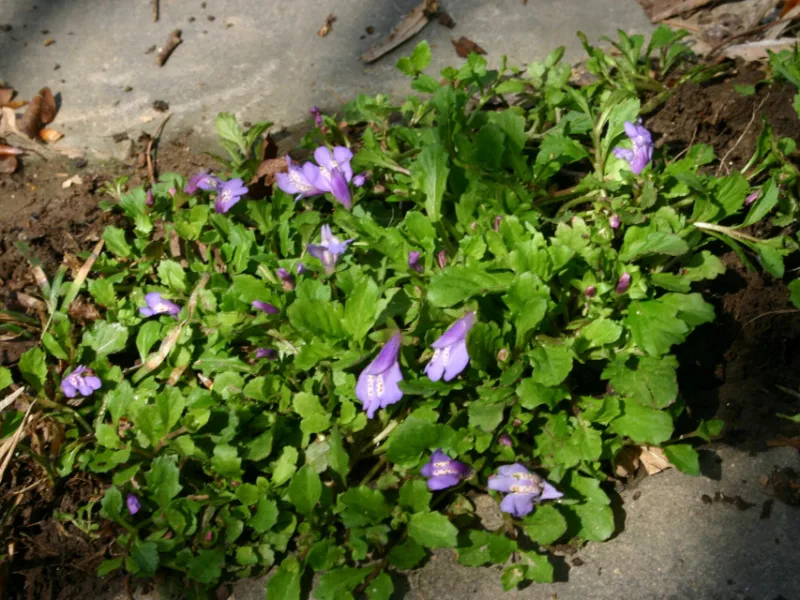Mazus (Mazus reptans) in flower