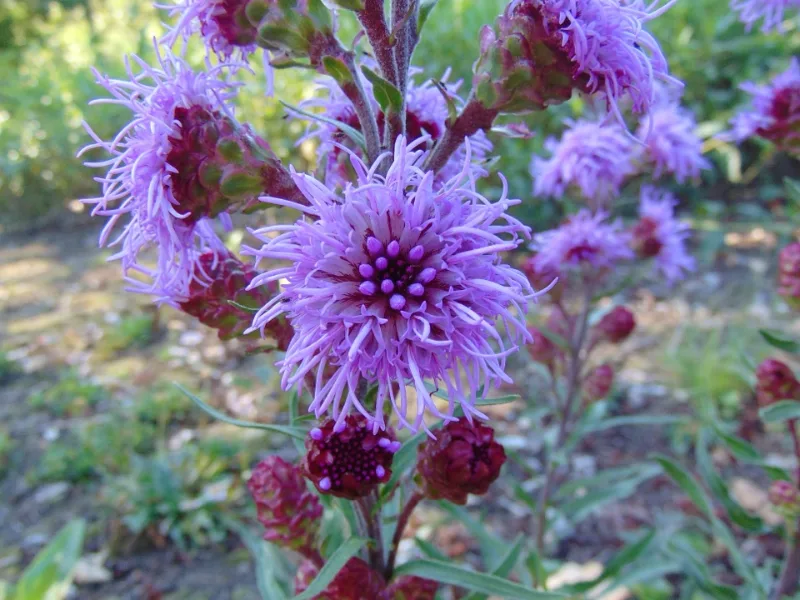 Meadow blazing star (Liatris ligulistylis) in flower