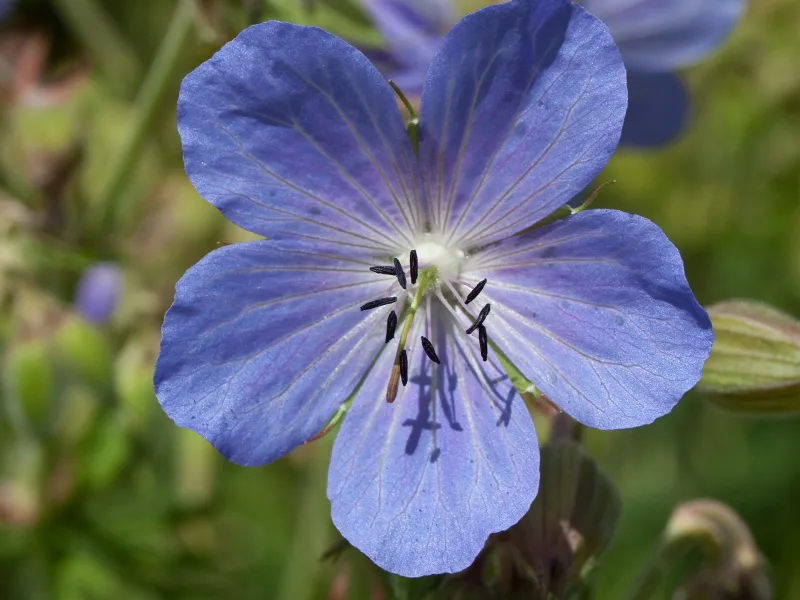 Meadow cranesbill (Geranium pratense) in flower