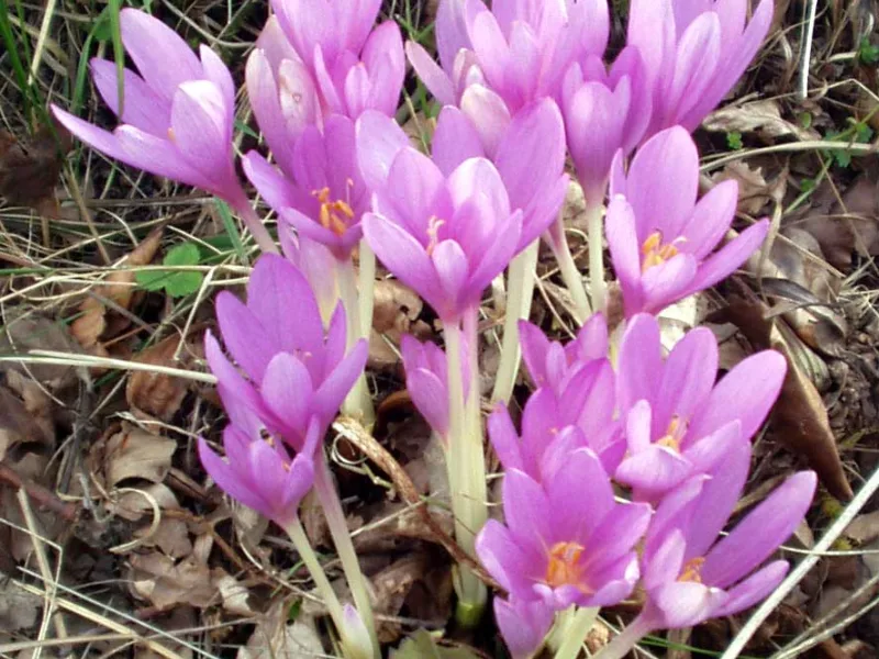 Meadow saffron (Colchicum autumnale) in flower