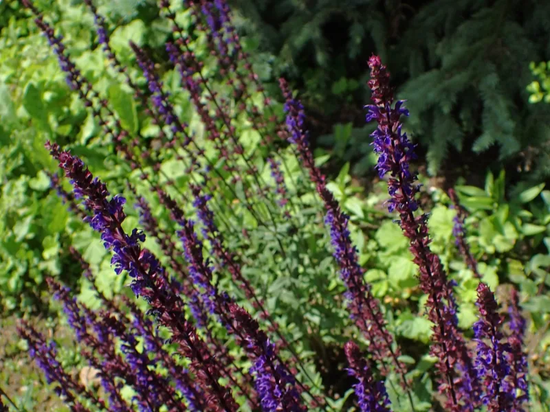 Meadow sage 'Caradonna' (Salvia nemorosa 'Caradonna') in flower