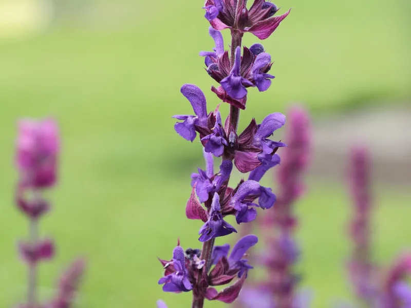 Meadow sage (Salvia nemorosa) in flower