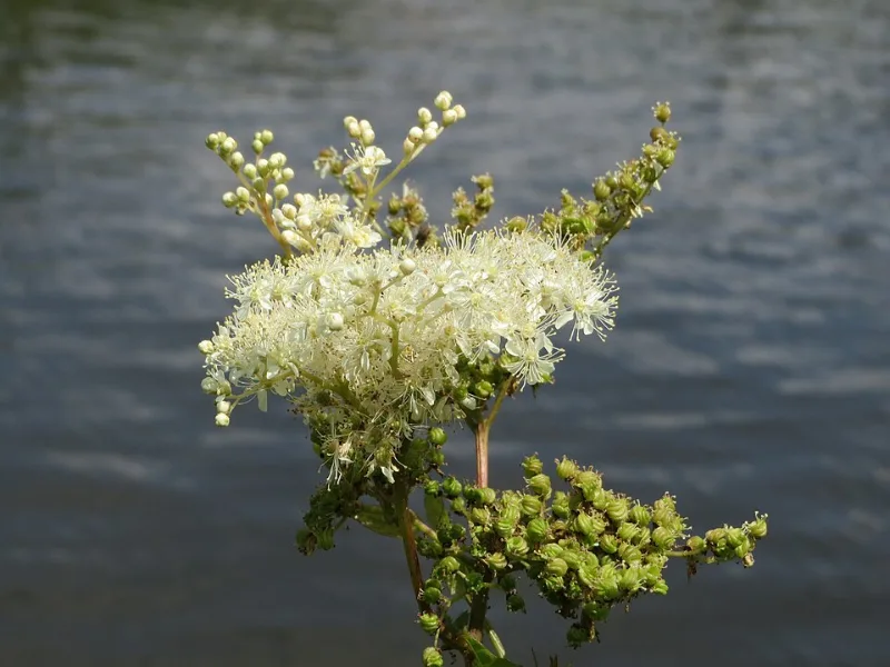 Meadowsweet (Filipendula ulmaria) in flower