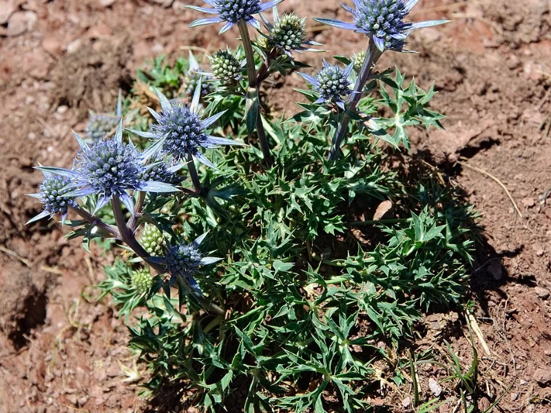 Mediterranean sea holly (Eryngium bourgatii) in flower