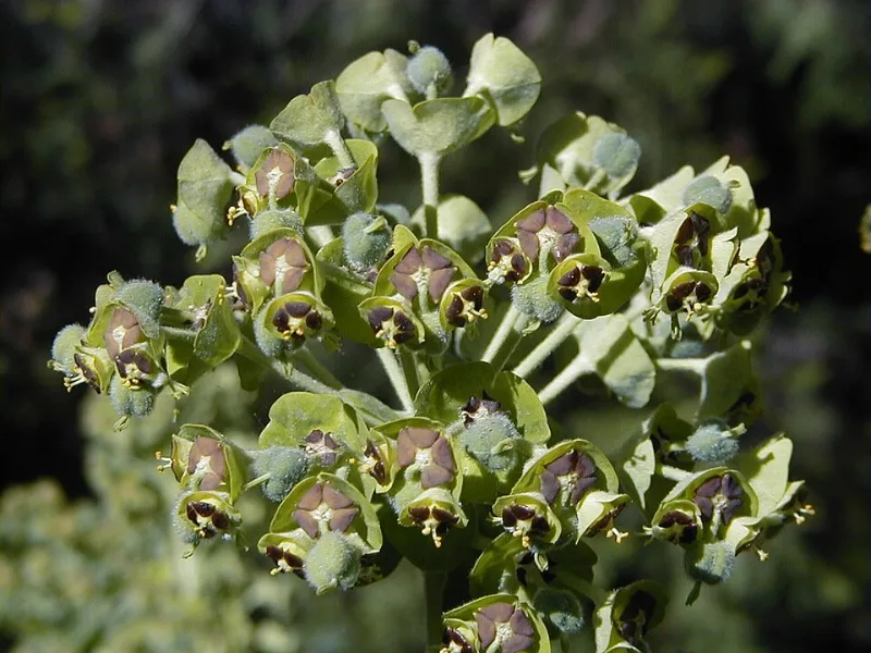 Mediterranean spurge (Euphorbia characias subsp. wulfenii) in flower