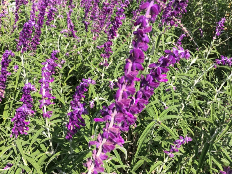 Mexican bush sage (Salvia leucantha) in flower