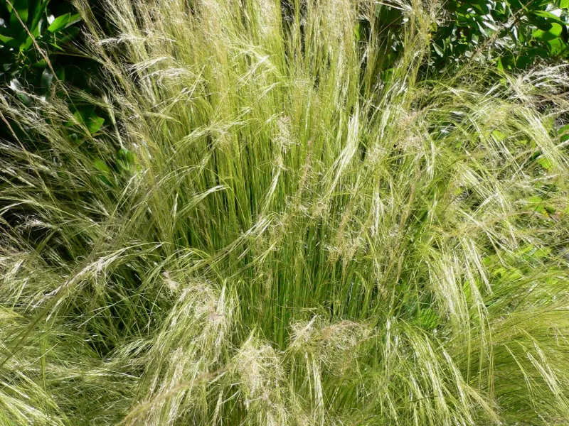 Mexican feather grass (Nassella tenuissima) in flower