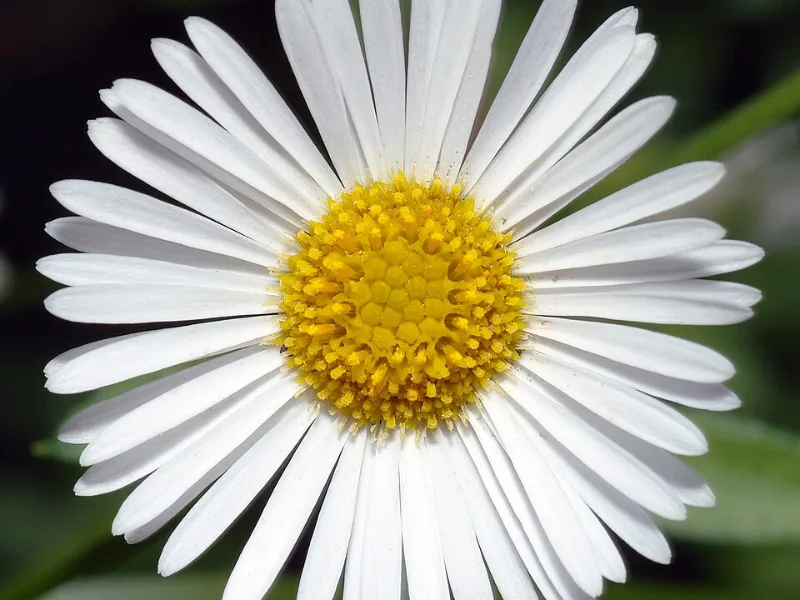Mexican fleabane (Erigeron karvinskianus) in flower