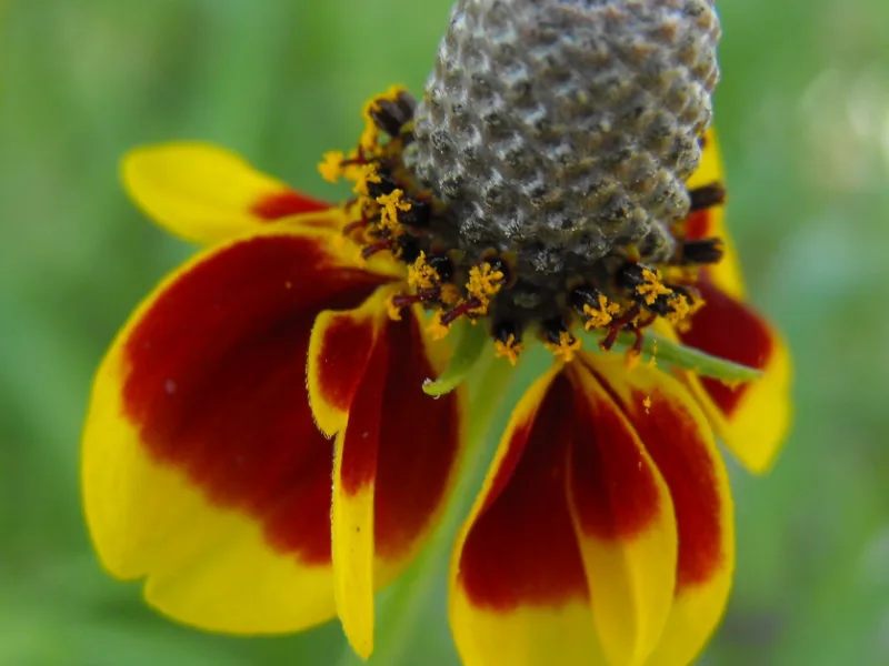 Mexican hat (Ratibida columnifera) in flower