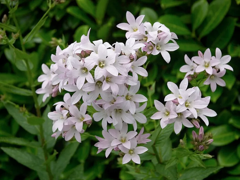 Milky bellflower (Campanula lactiflora) in flower