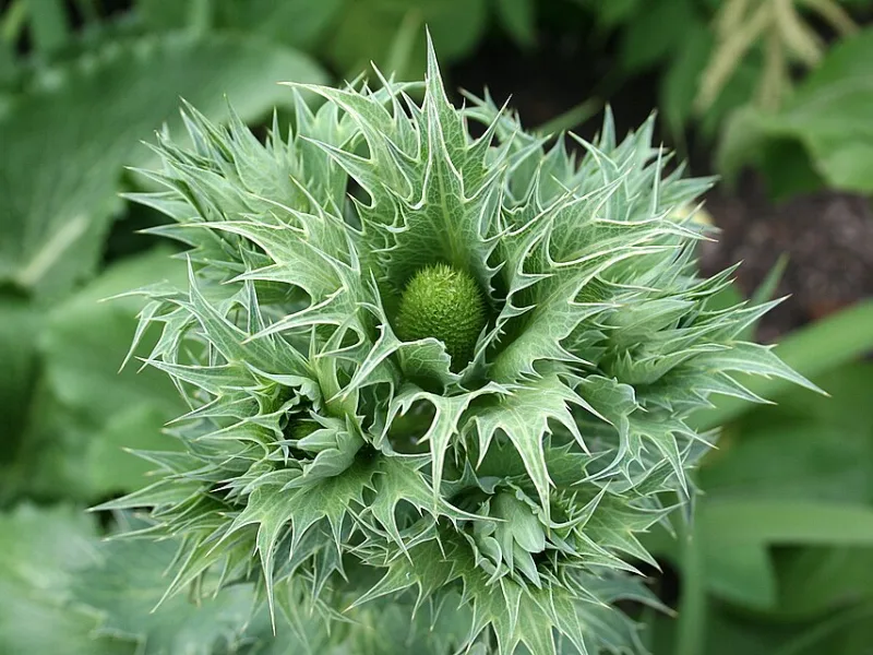 Miss Willmott's ghost (Eryngium giganteum) in flower