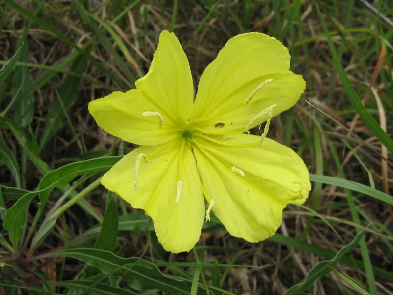 Missouri evening primrose (Oenothera macrocarpa) in flower