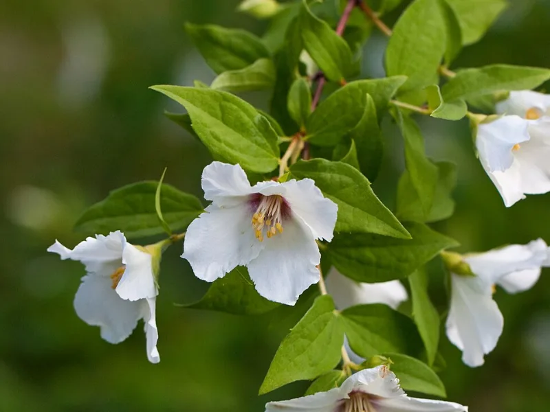 Mock orange 'Belle Etoile' (Philadelphus 'Belle Etoile') in flower