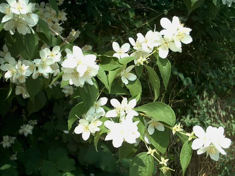 Mock orange (Philadelphus coronarius) in flower