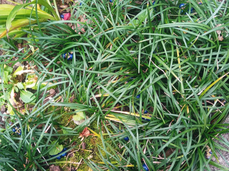 Mondo grass (Ophiopogon japonicus)