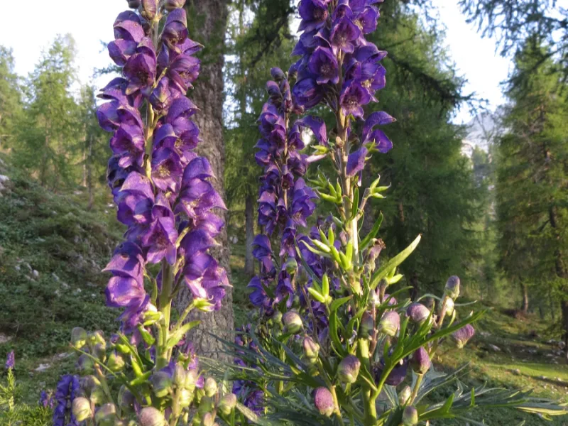 Monkshood (Aconitum napellus) in flower