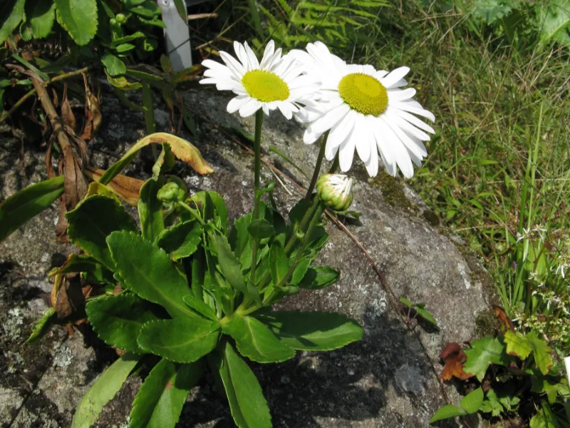 Montauk daisy (Nipponanthemum nipponicum) in flower