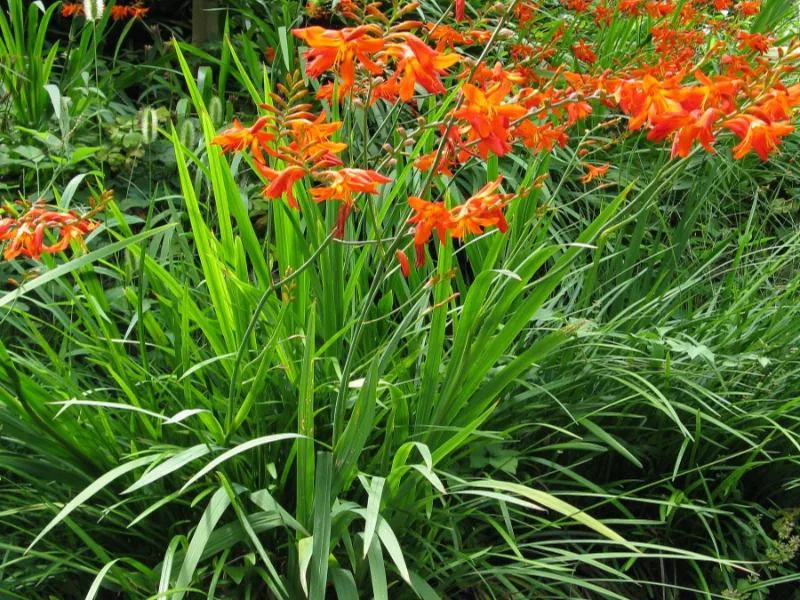 Montbretia (Crocosmia x crocosmiiflora) in flower