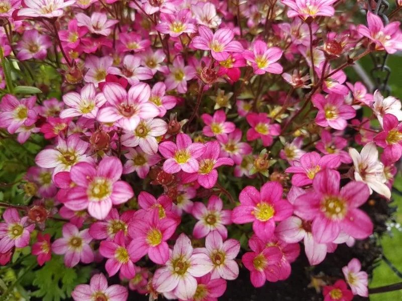 Mossy saxifrage (Saxifraga x arendsii) in flower