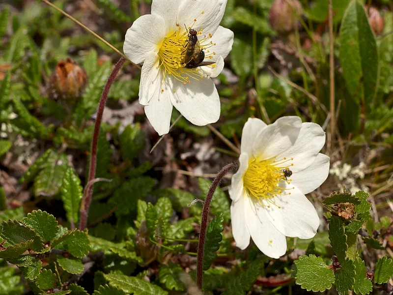 Mountain avens (Dryas octopetala) in flower