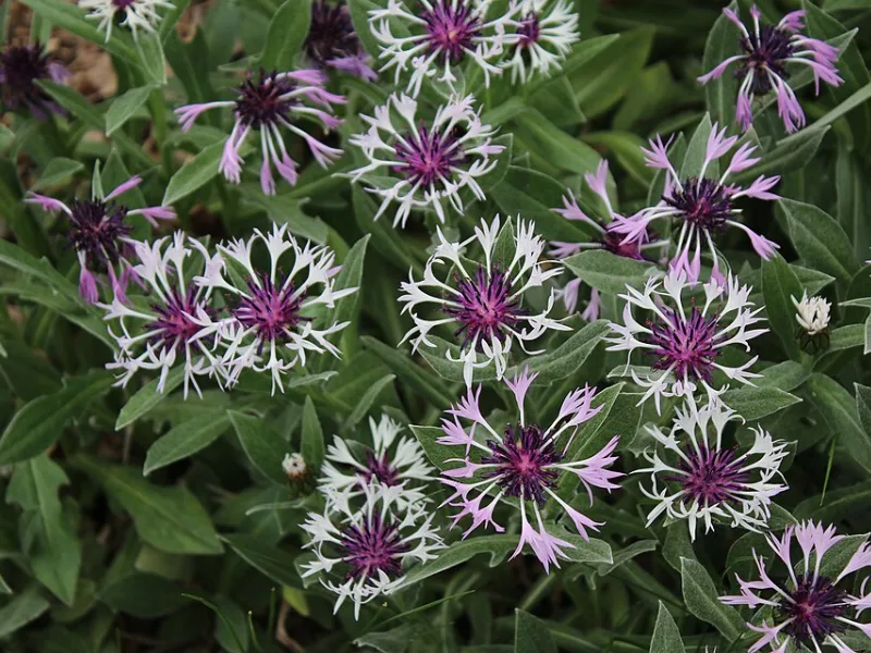 Mountain bluet 'Amethyst in Snow' (Centaurea montana 'Amethyst in Snow') in flower