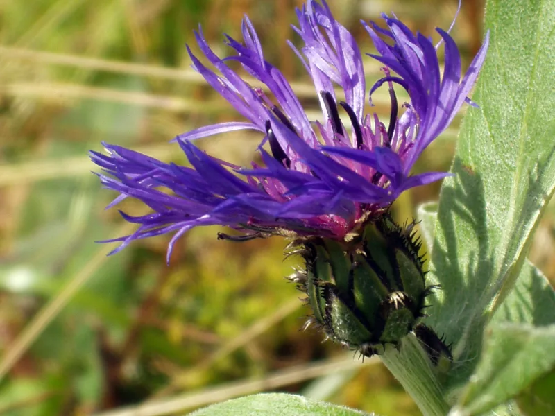 Mountain bluet (Centaurea montana) in flower