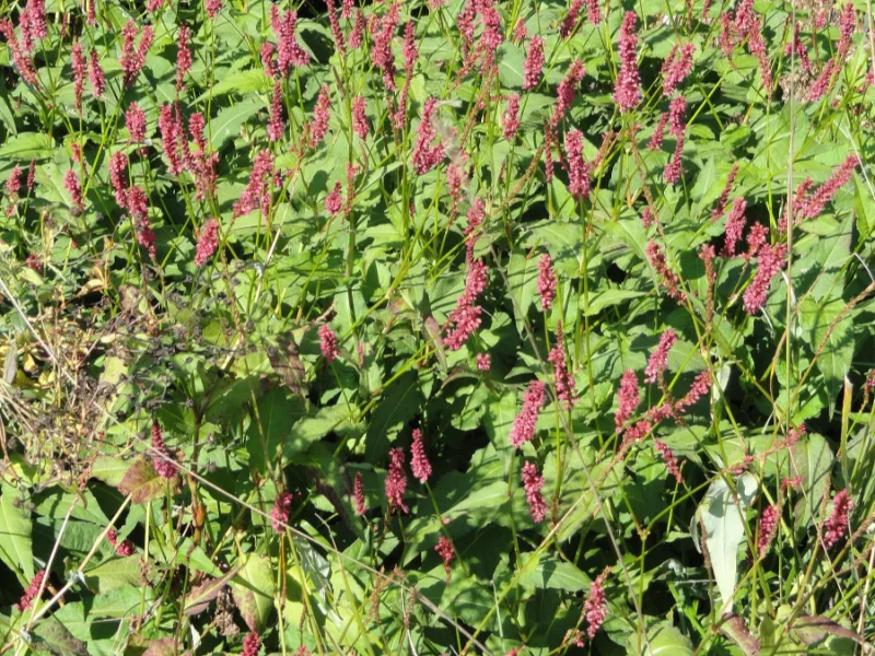 Mountain fleece 'Firetail' (Persicaria amplexicaulis 'Firetail') in flower