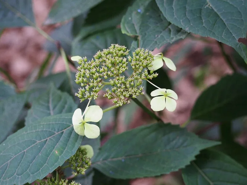 Mountain hydrangea 'Bluebird' (Hydrangea serrata 'Bluebird') in flower