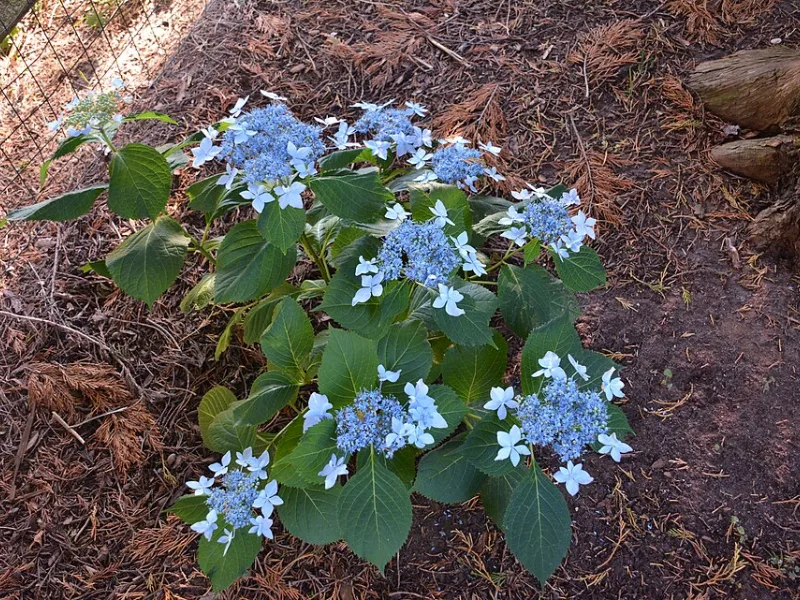 Mountain hydrangea 'Tuff Stuff' (Hydrangea serrata 'MAK20' (Tuff Stuff)) in flower