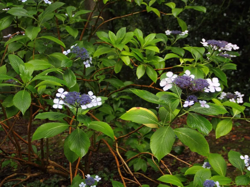 Mountain hydrangea (Hydrangea serrata) in flower
