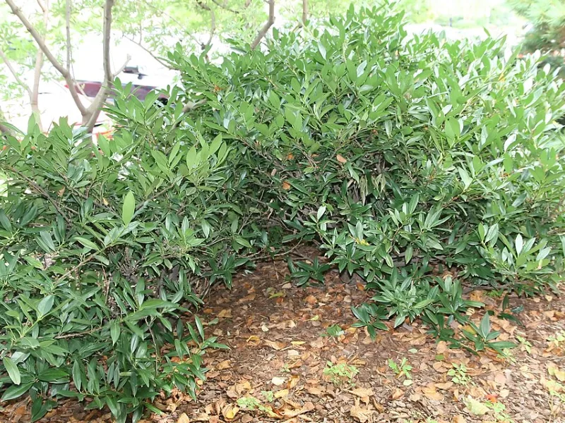 Mountain laurel 'Elf' (Kalmia latifolia 'Elf') in flower