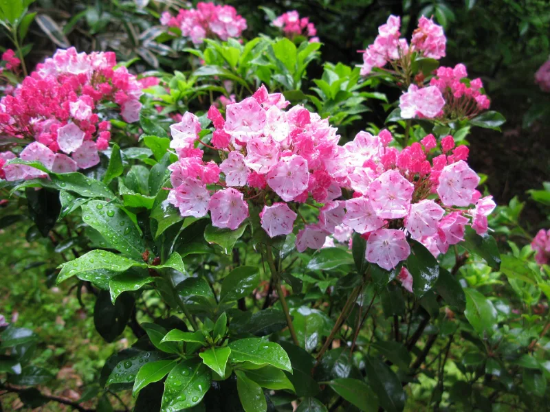 Mountain laurel (Kalmia latifolia) in flower
