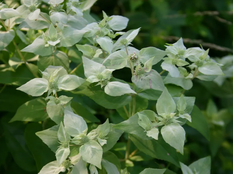 Mountain mint (Pycnanthemum muticum) in flower