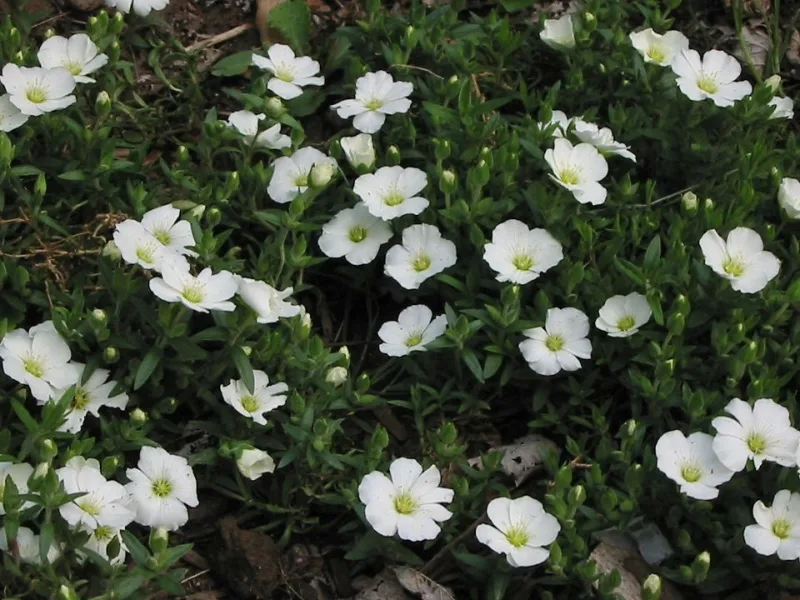 Mountain sandwort (Arenaria montana) in flower